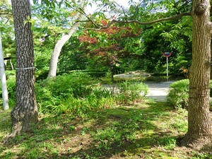 周辺環境:清水谷公園 麹町ロイヤルマンション