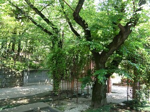 周辺環境:乃木公園 港区赤坂７丁目(19500万円)｜中古一戸建て｜住建ハウジング