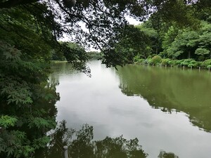 周辺環境:善福寺公園 杉並区善福寺１丁目(8680万円)｜中古一戸建て｜住建ハウジング