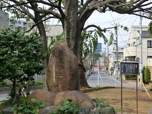 周辺環境:芦毛塚街かど公園 土地・売地 世田谷区下馬１丁目 13500万円 祐天寺駅｜住建ハウジング