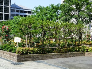 周辺環境:氷川公園 パシフィックパレス赤坂