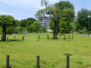 周辺環境:中目黒公園 グランシティ中目黒