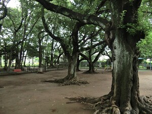 周辺環境:宮前公園 目黒区八雲３丁目(13000万円)｜中古一戸建て｜住建ハウジング