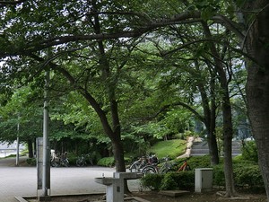 周辺環境:明石町河岸公園 月島ホームズ