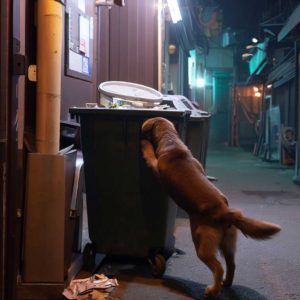 人面犬