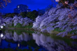 夜の千鳥ヶ淵